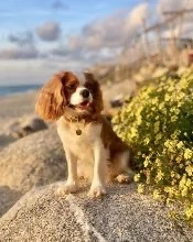 Wurfankündigung! Cavalier King Charles Welpen