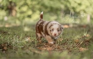 Mini Australian Shepherd Welpen