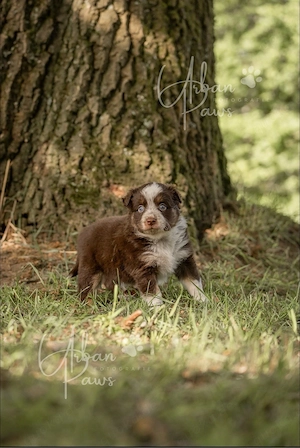 Mini Australian Shepherd Welpen