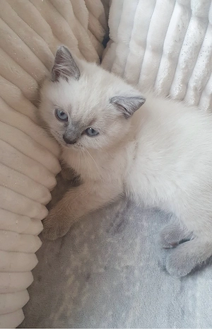 Babykitten Silver shaded point Bild 6