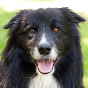 Alain Delon - 8 Jahre - Border Collie - Tierhilfe Franken e.V.