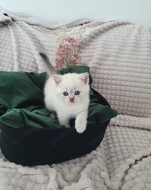 Babykitten Silver shaded point Bild 5