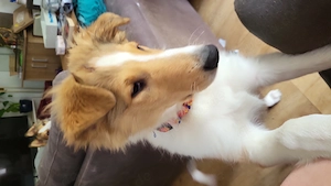 Collies amerikanisch
