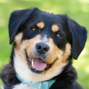Cellon - 2 Jahre - Mini- Berner-Mix - Tierhilfe Franken e.V.