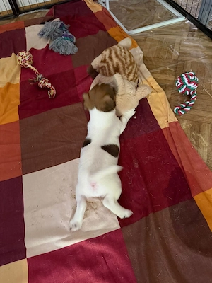 jackrussel welpe abzugeben  Bild 2