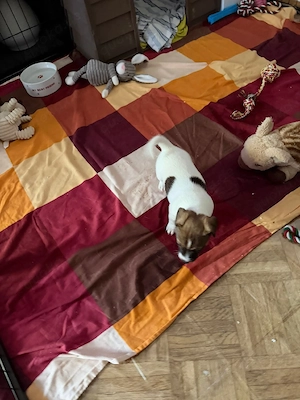 jackrussel welpe abzugeben  Bild 3