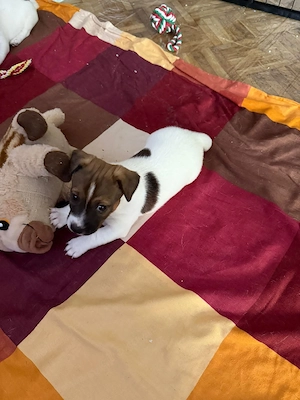 jackrussel welpe abzugeben 