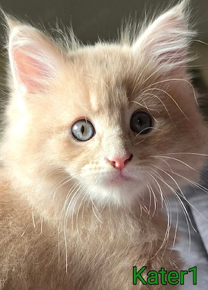Maine Coon Katze 