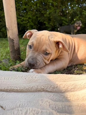 American Bully Pocket ABKC
