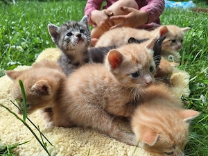 Liebevoll aufgezogene Kitten suchen ihr Zuhause 
