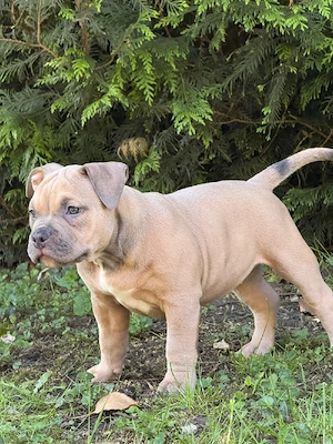 American Bully Pocket Abkc 