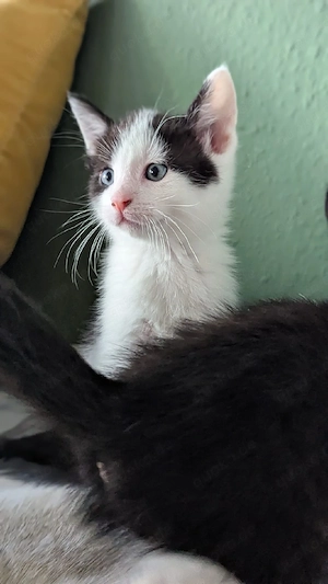 Katzenbabys Kitten 