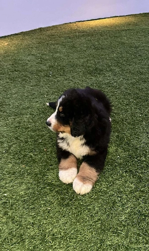 Berner Sennenhund Welpen zu verkaufen   liebevoll aufgezogen