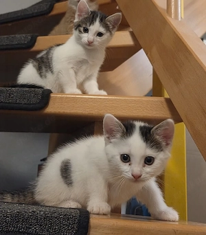 3 kleine Katzenbabys  Bild 2