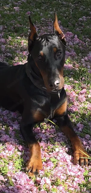 Dobermann Rüde, 11 Monate