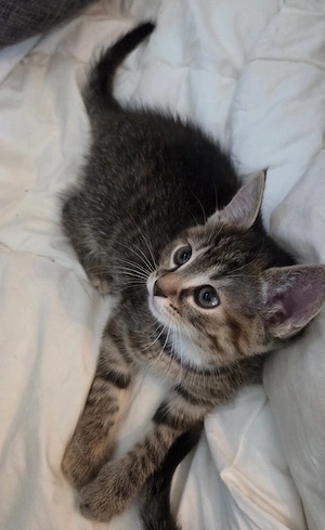 3 kleine Katzenbabys  Bild 3