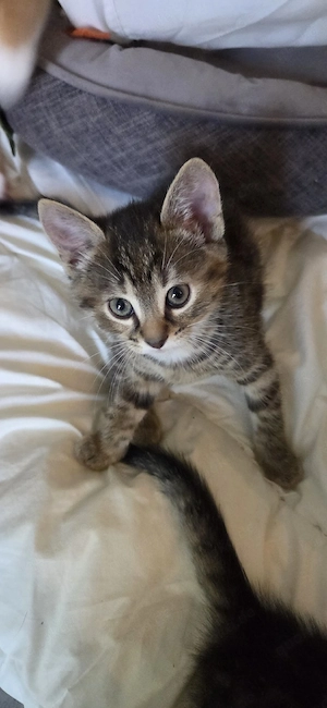 3 kleine Katzenbabys  Bild 4