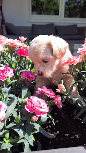 Wunderschöne Welpen Maltipoo zu verkaufen. 
