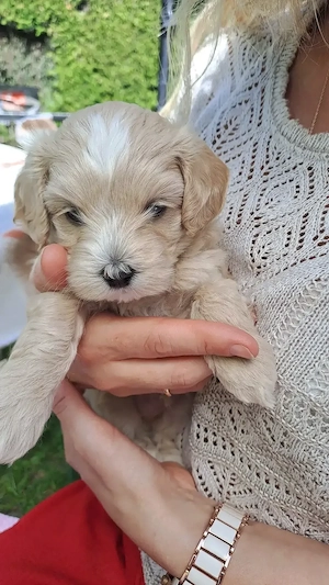 Wunderschöne Welpen Maltipoo zu verkaufen. 