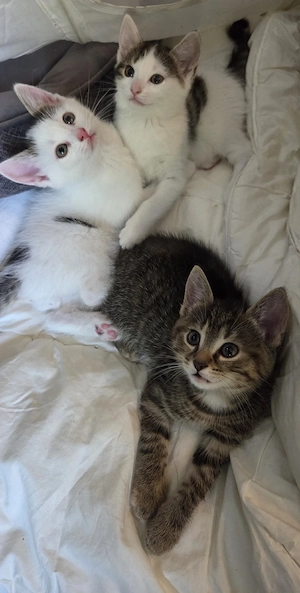 3 kleine Katzenbabys 
