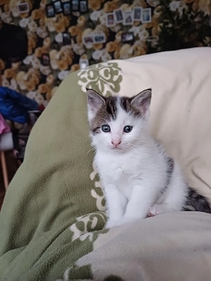 4kleine katzenbabys