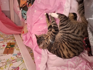 Süße katze 1 Jahr