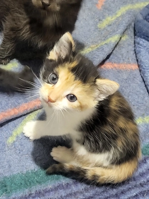Kitten zu verkaufen 
