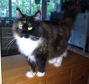 wunderschöne Maine Coon Kätzin sucht Prinzessinenplatz, mit Stambaum