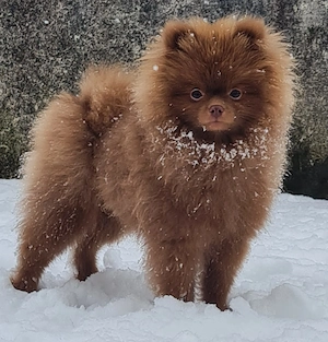 Toy Pomeranian spitz 