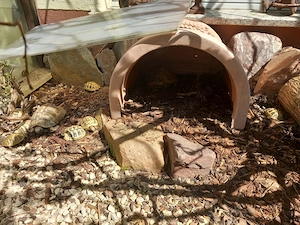 Griechische Landschildkröten