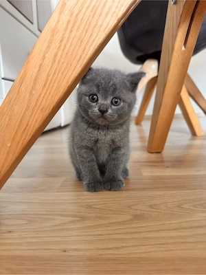 BKH Blue Kitten reinrassig