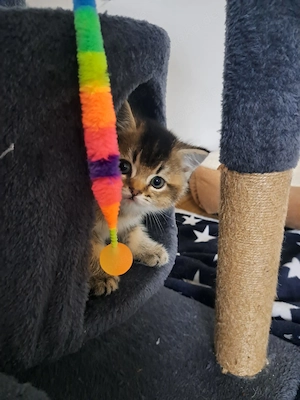 Bkh  Kitten Junge