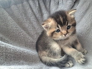 Bkh  Kitten Junge