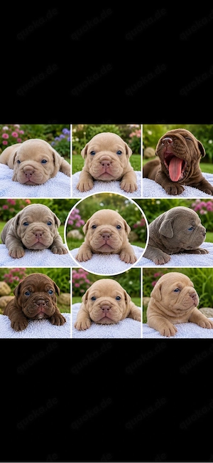 Old English Bulldog Welpen Oeb mit Ahnentafeln 