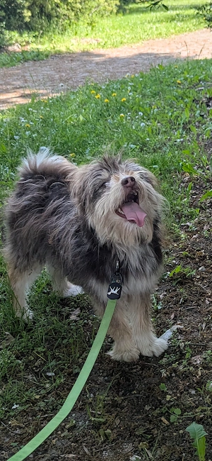 Pomsky Pude Doodle l Rüde