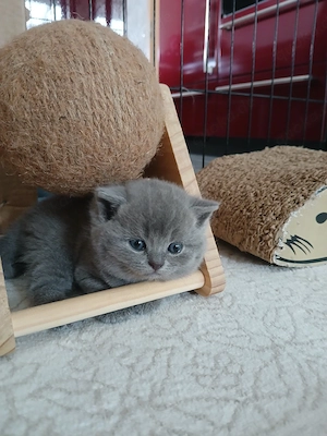 Reinrassige BKH-Kitten 1 Mädchen  Bild 2