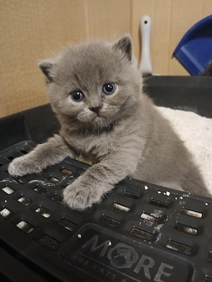Reinrassige BKH-Kitten 1 Mädchen 