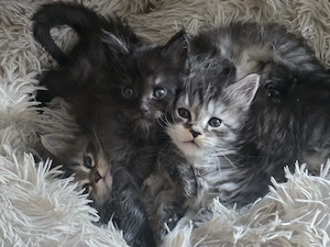 Süße reinrassige maine coon kitten suchen liebevolles Zuhause