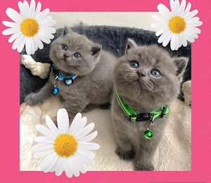 Reinrassige BKH Jungs in Blue