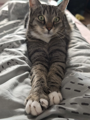 Kater zu verkaufen