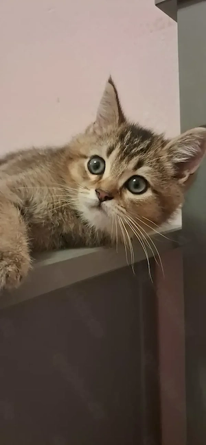 Bkh Katze Kitten abzugeben 