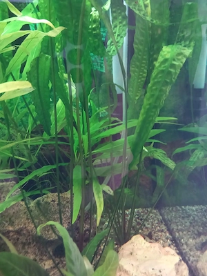Wasserpflanzen abzugeben Bild 2