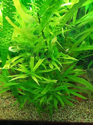 Wasserpflanzen abzugeben