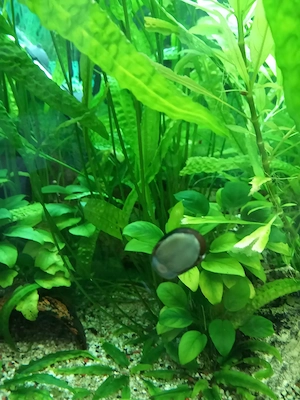 Wasserpflanzen abzugeben Bild 3