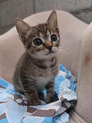 Kitten Katze Kater Tierschutz Bundesweite Vermittlung 