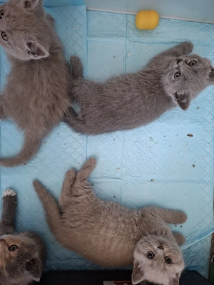 bkh kitten 