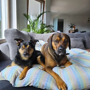 Nakita und Rusty suchen DRINGEND ihr für immer zuhause