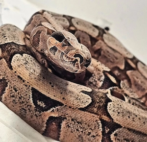 1.0 boa c. Amarali bolivia