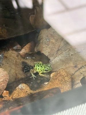 Oophaga pumillio Colon