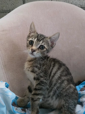 Kitten Katze Kater Tierschutz Bundesweite Vermittlung 